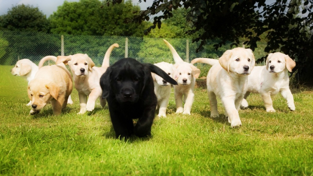 group-of-labrador-dog-puppies-hd-wallpaper